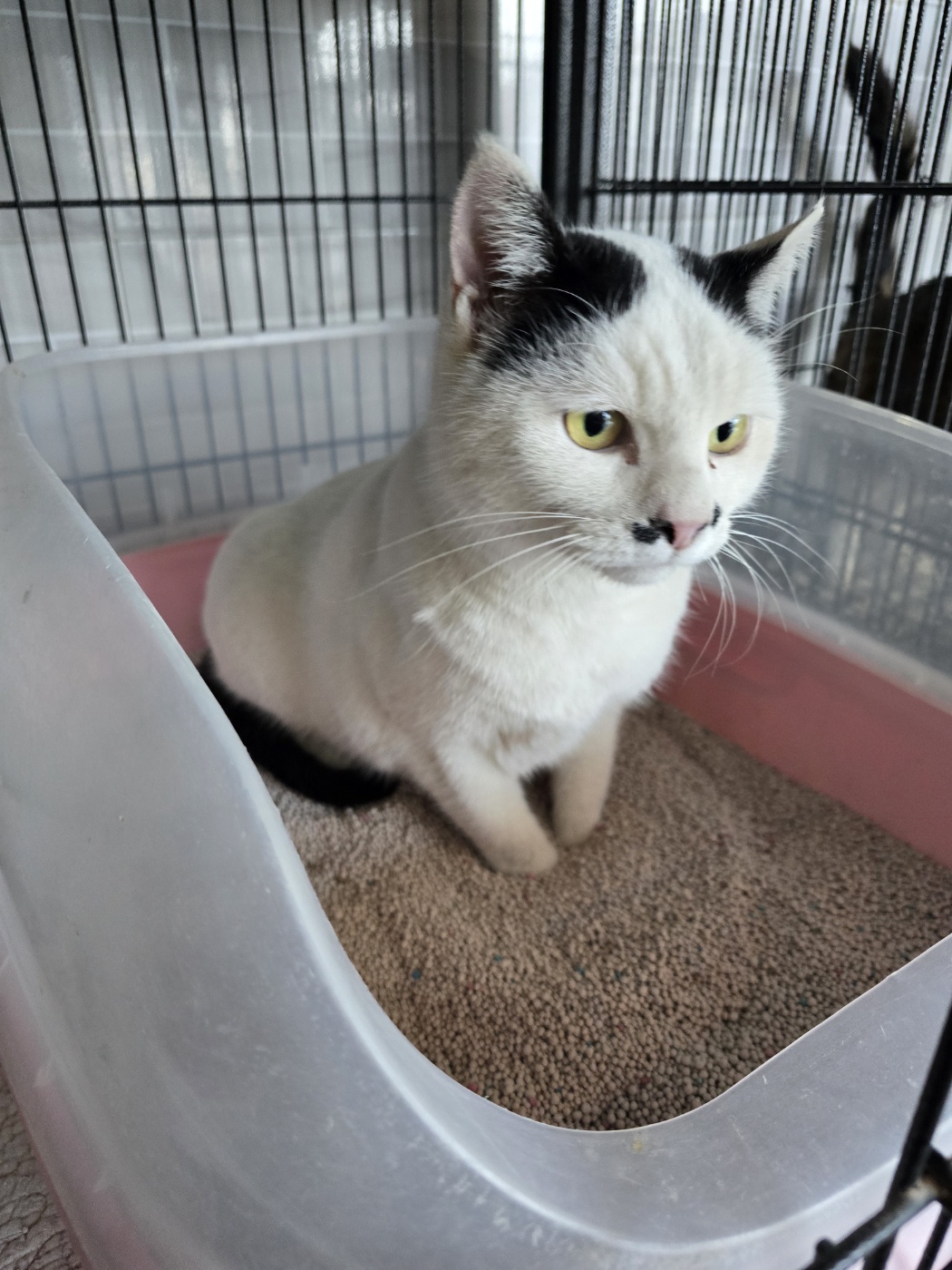 군산유기동물보호센터_445467202500045