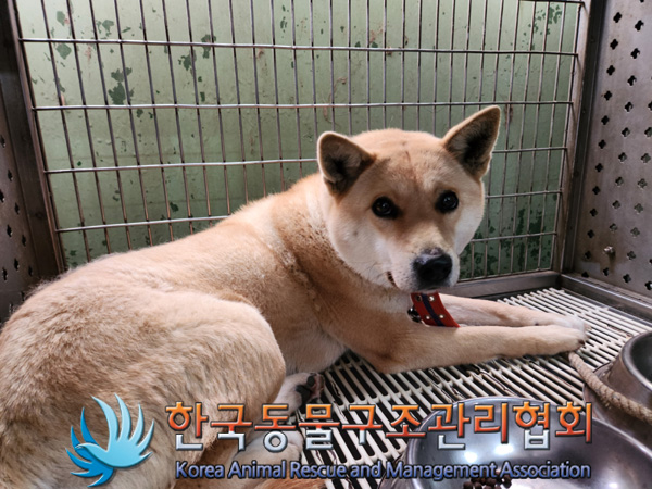 한국동물구조관리협회_441409202500046