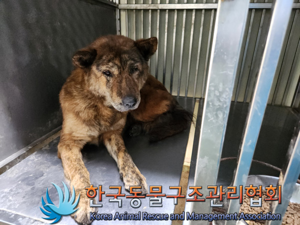 한국동물구조관리협회_441560202500043