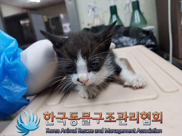 한국동물구조관리협회_441560202500046