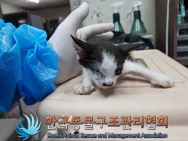 한국동물구조관리협회_441560202500045