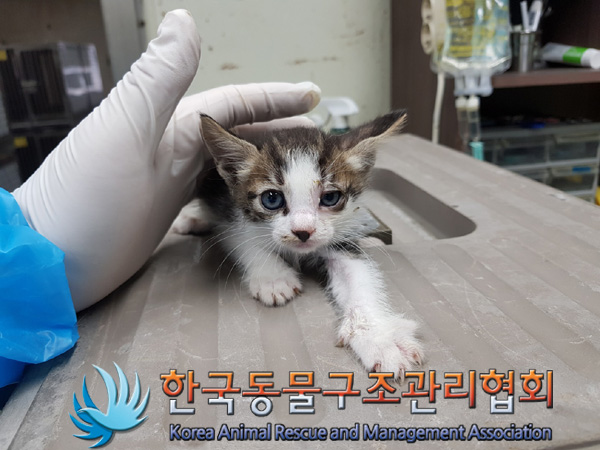 한국동물구조관리협회_441560202500047