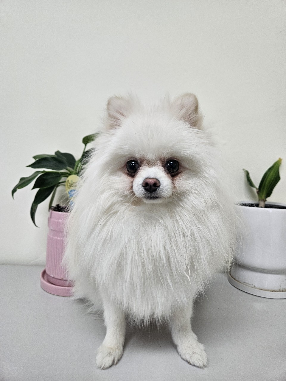 아산동물복지지원센터_444452202500065
