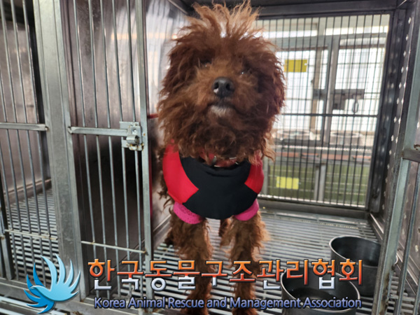 한국동물구조관리협회_441560202500049