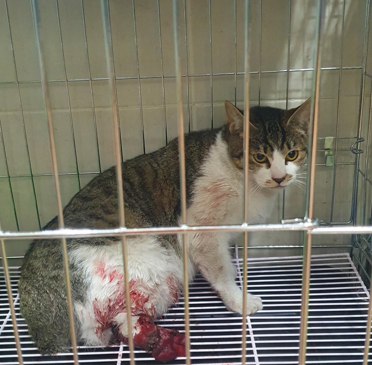 디아크동물종합병원_411319202500010
