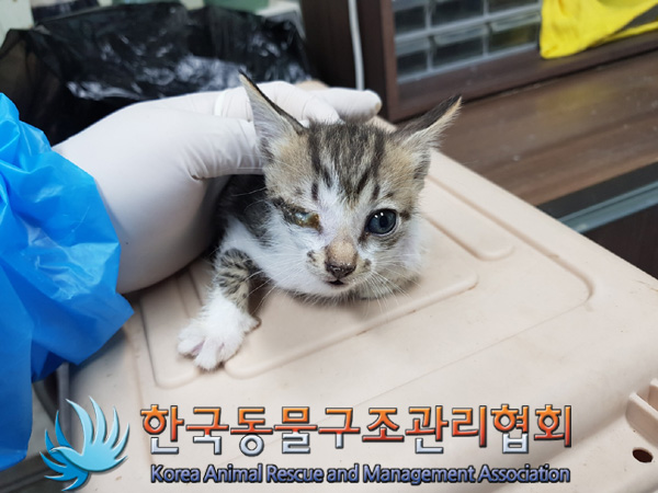 한국동물구조관리협회_441560202500044