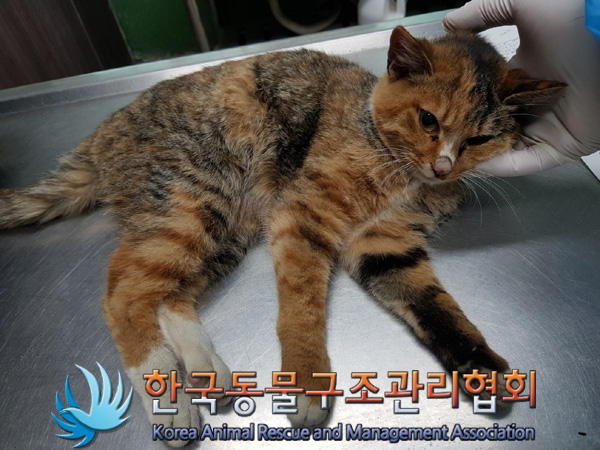 한국동물구조관리협회_411323202500005