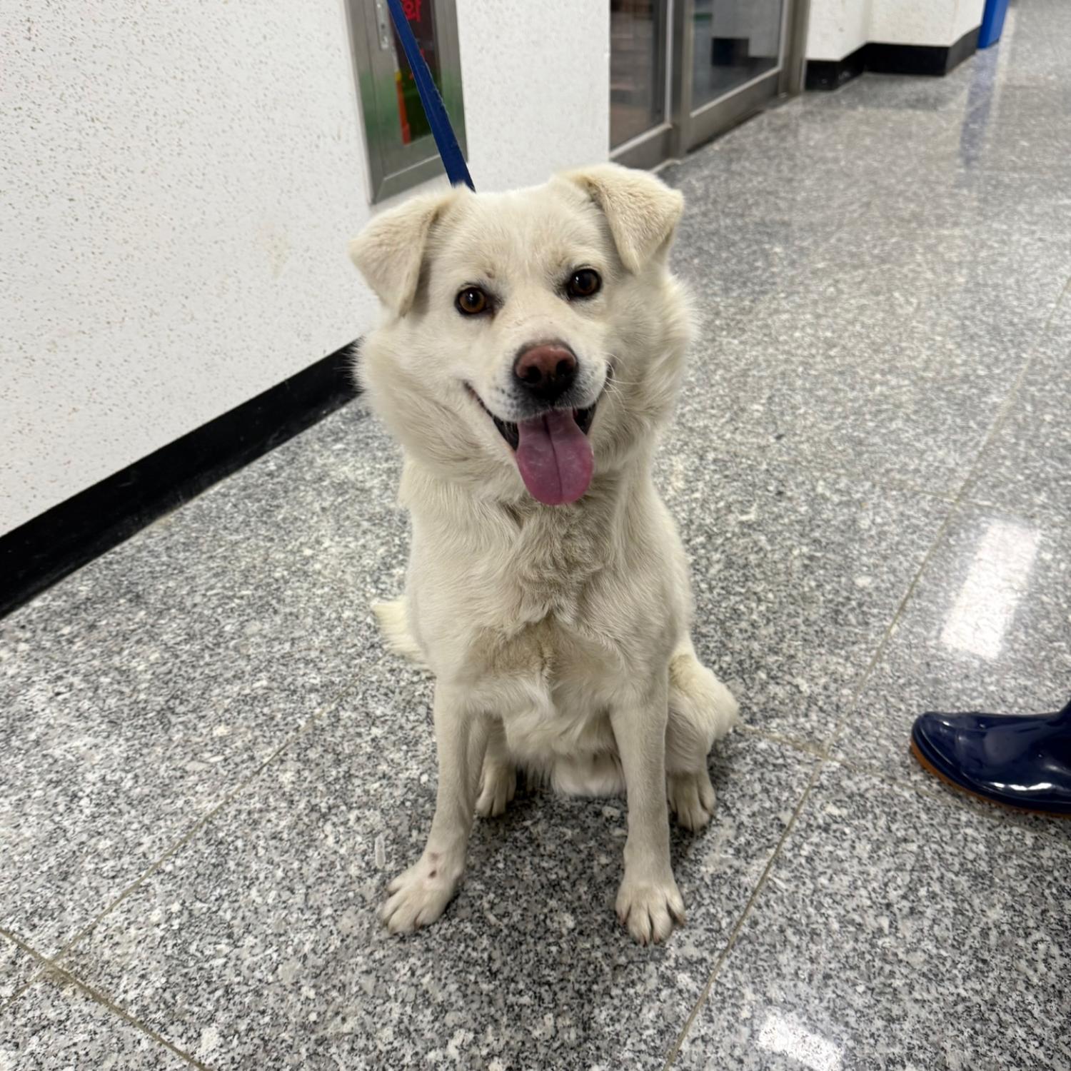 강릉시 동물사랑센터_442420202500022