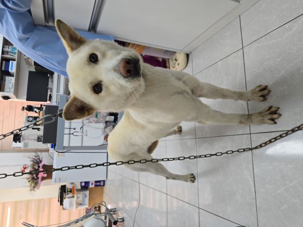 담양군 동물보호센터_446485202500004