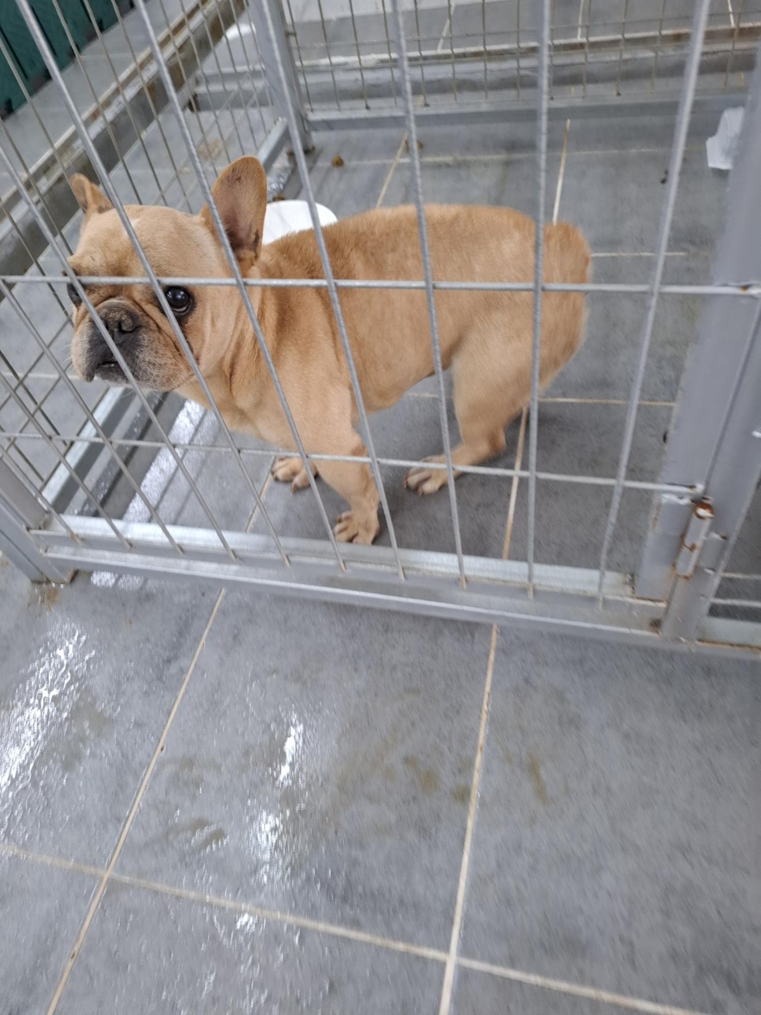 유기동물 삼호 보호소_446494202500027