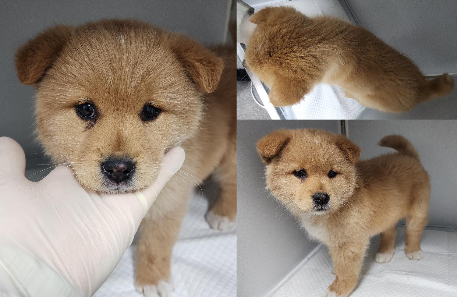 서산시 동물보호센터_444453202500039