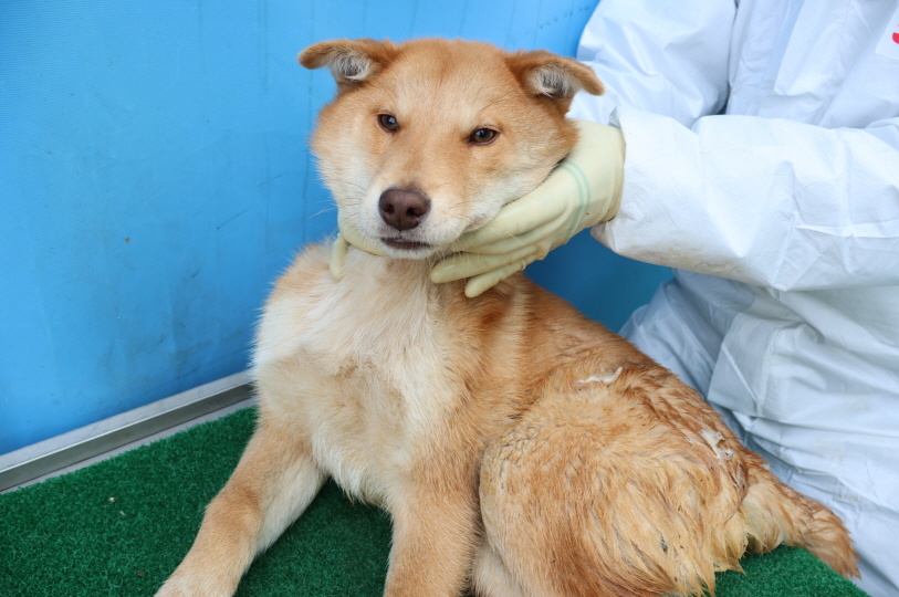 제주 동물보호센터_450650202500153