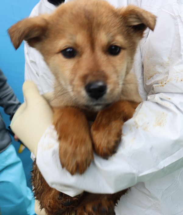 제주 동물보호센터_450650202500155