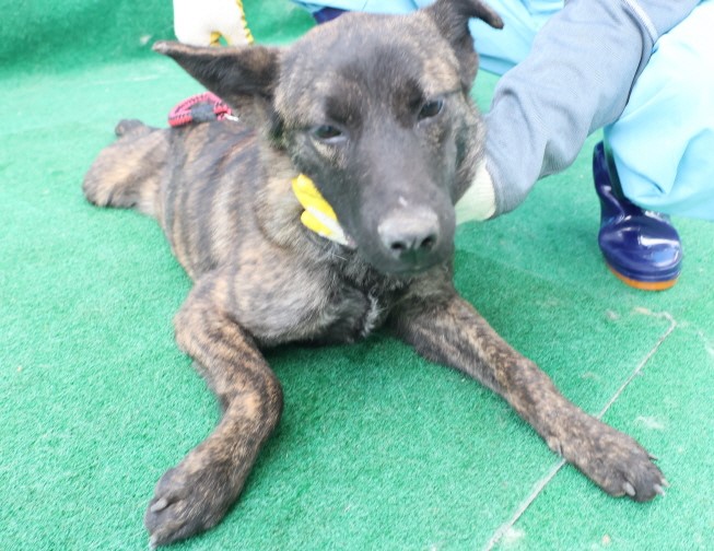 제주 동물보호센터_450650202500160