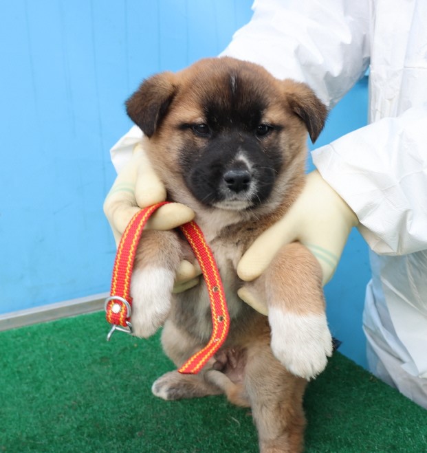 제주 동물보호센터_450650202500180