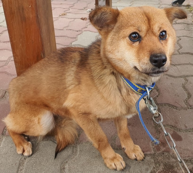 공주시 동물보호센터_444450202500014