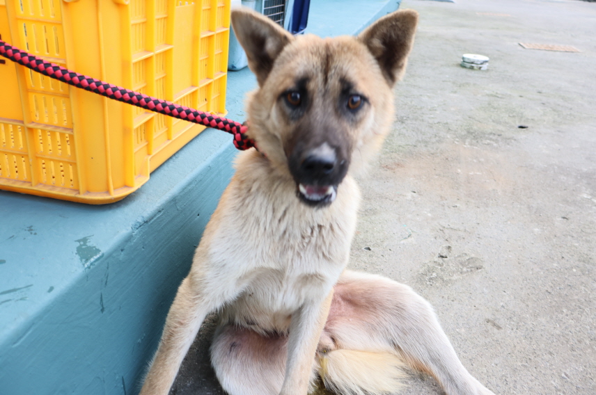 제주 동물보호센터_450650202500171