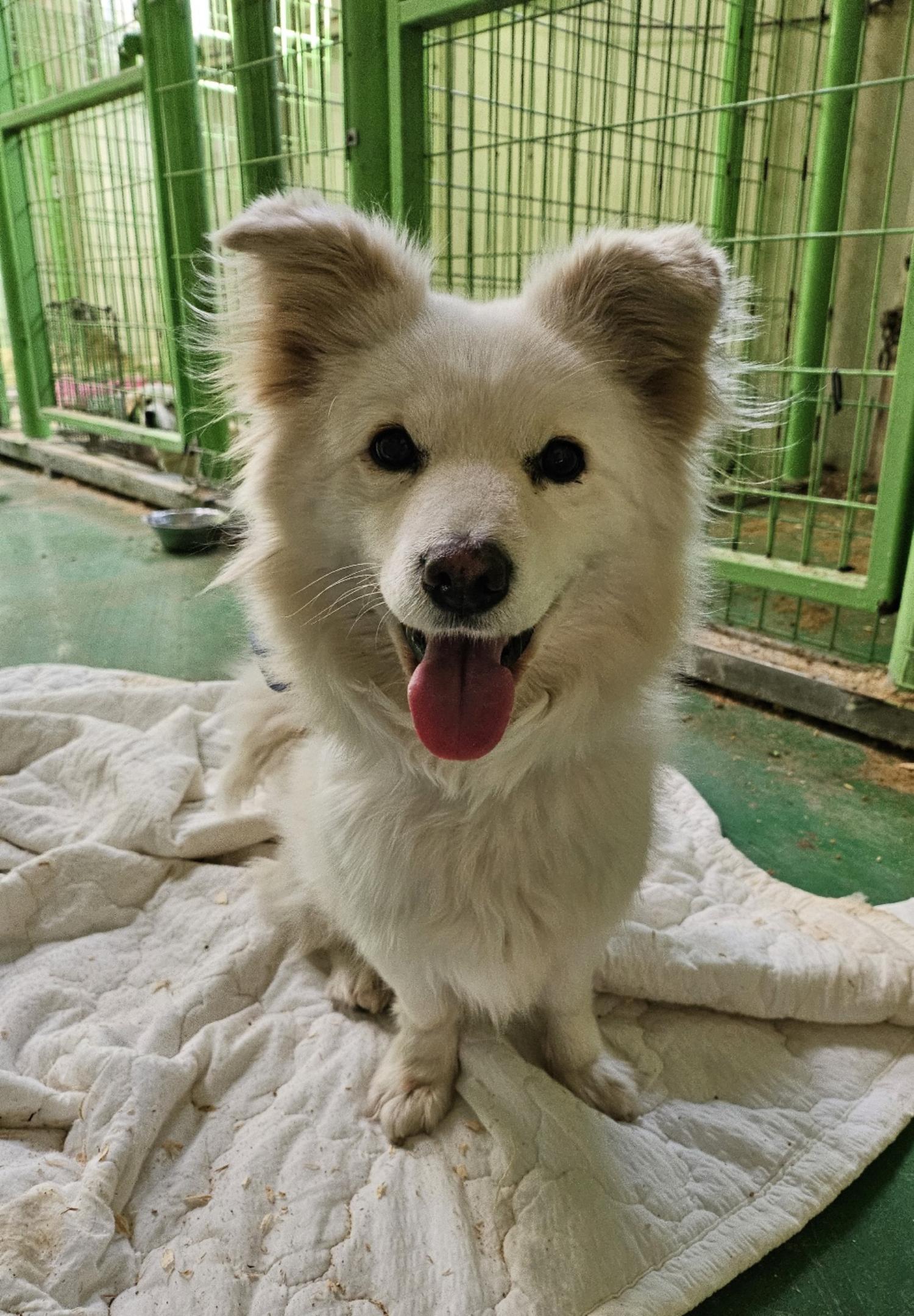 울산유기동물보호센터_431373202500009