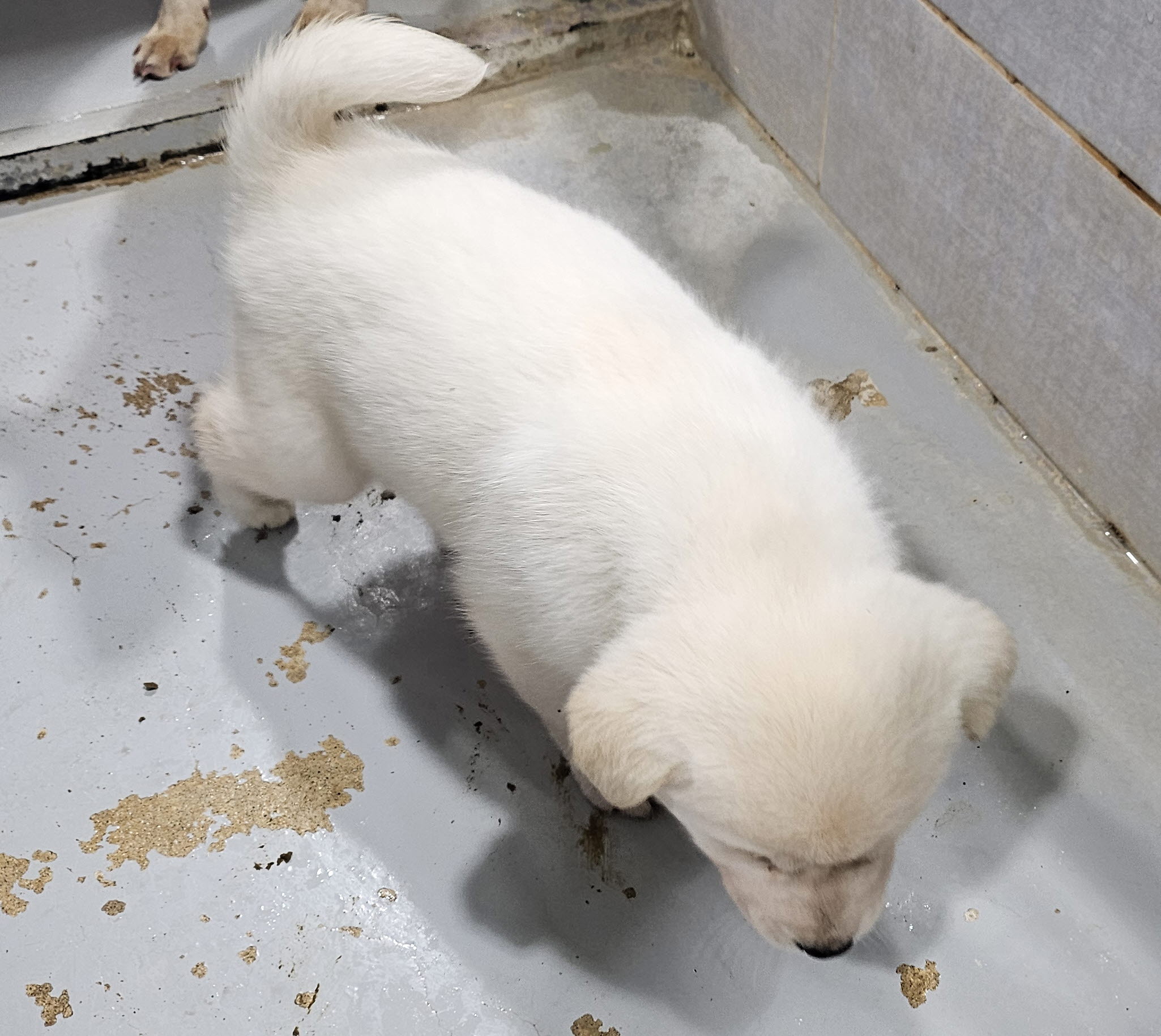 울진군동물보호센터_447525202500017