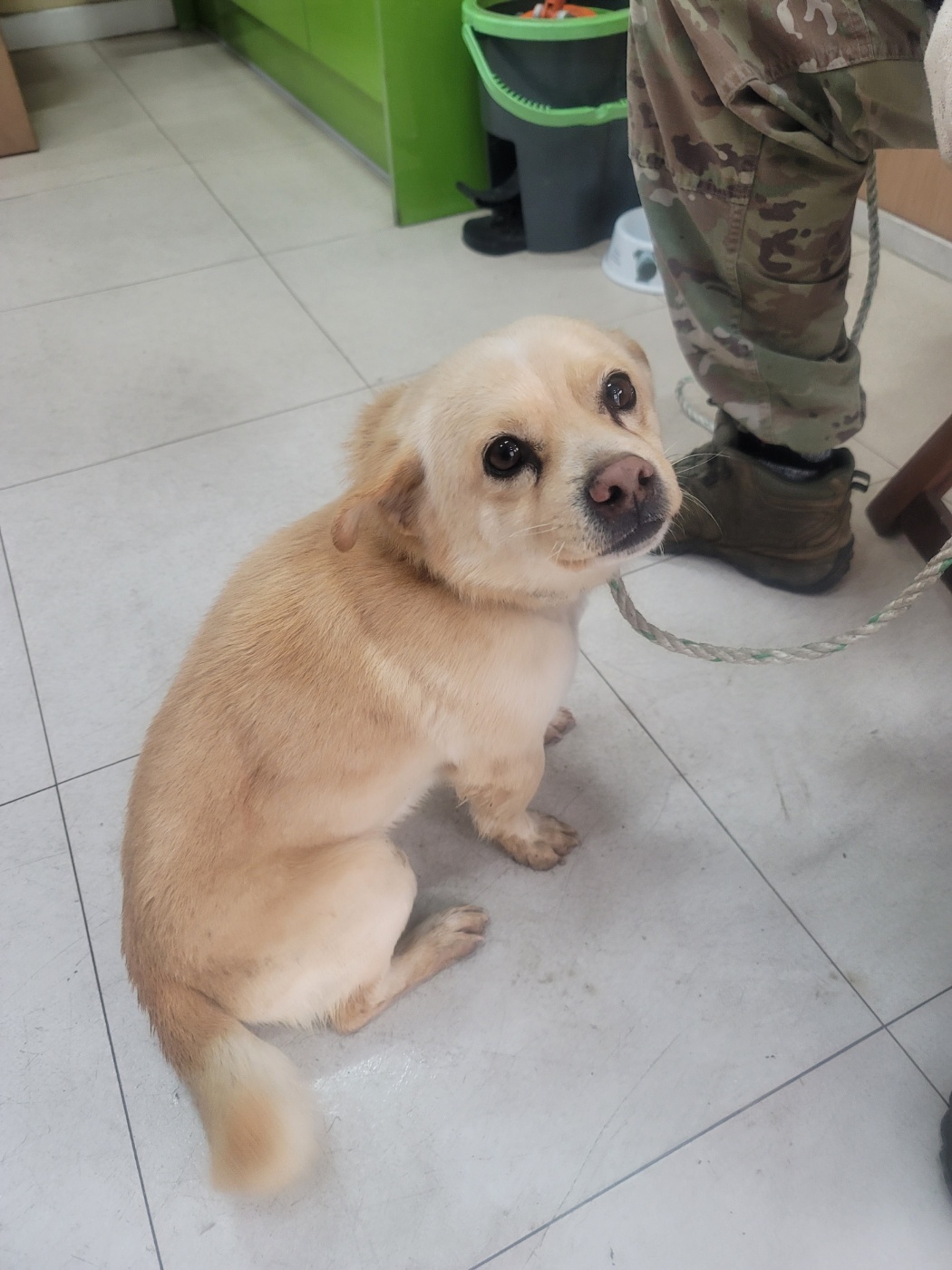 가정견훈련소_443557202500002