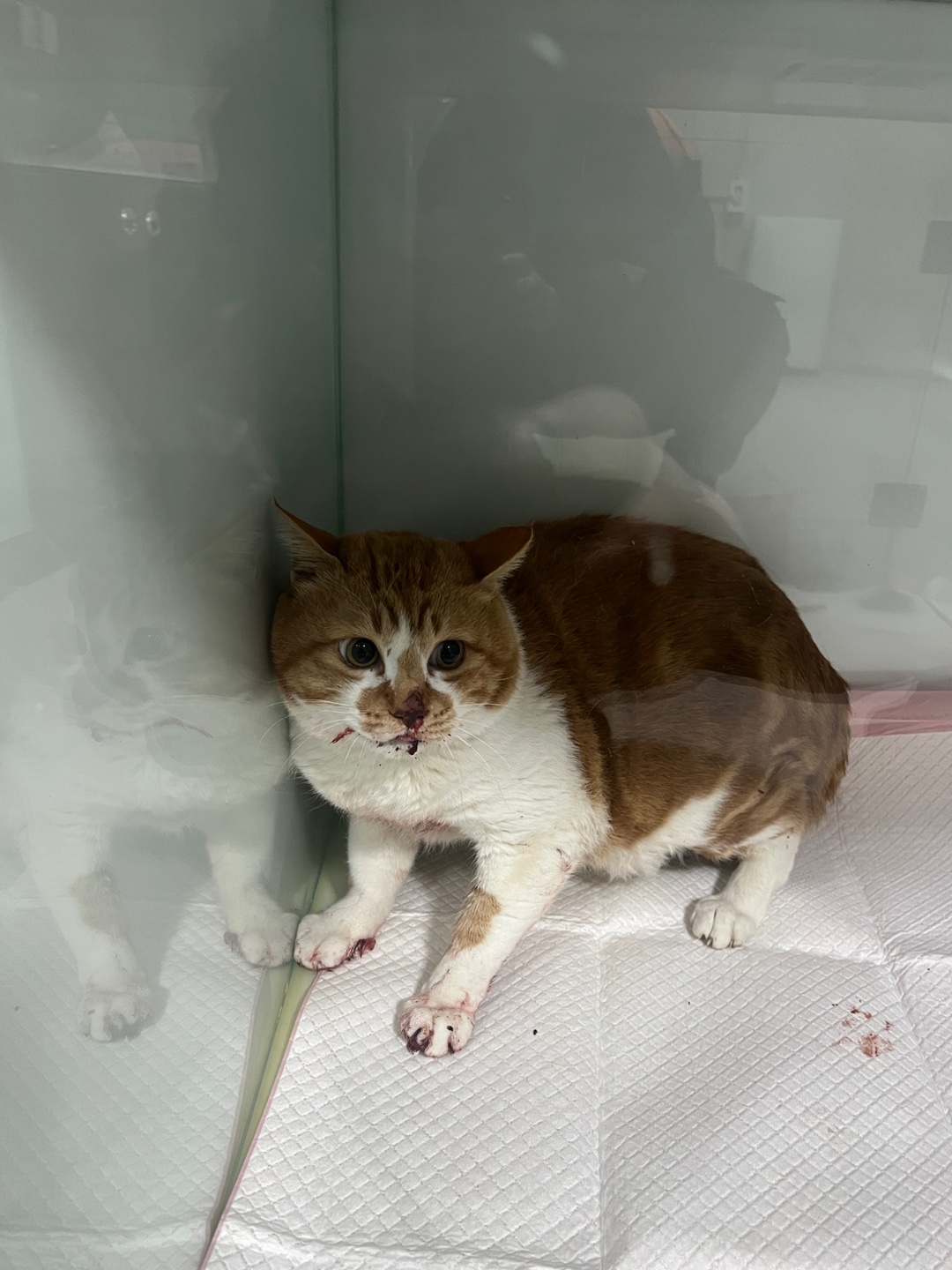 부산동물보호센터_426332202500014