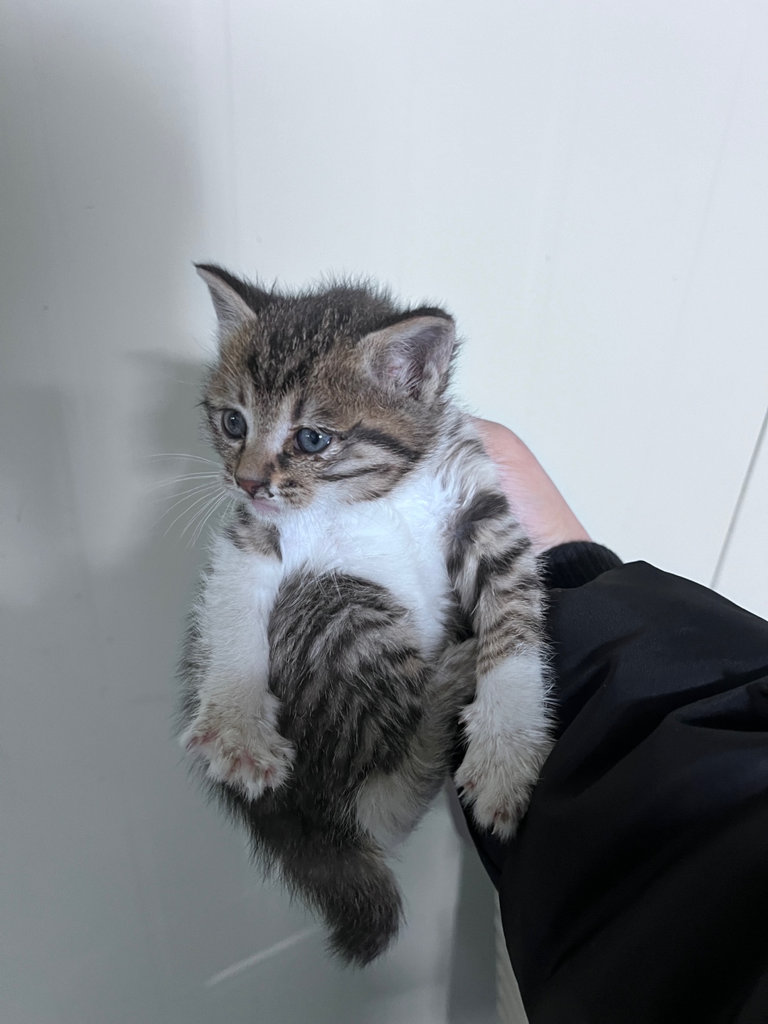 부산동물보호센터_426332202500012