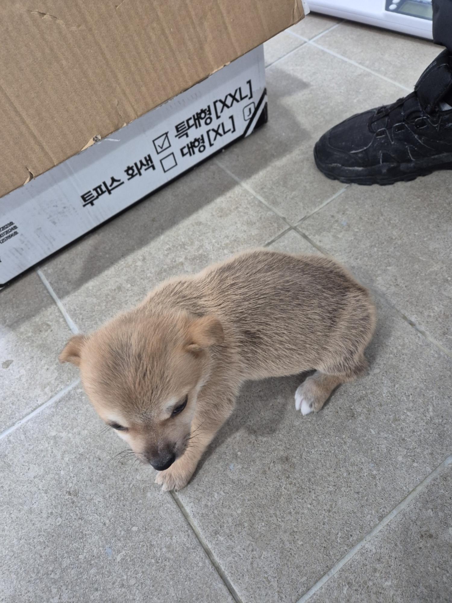인제군동물보호센터_442433202500012