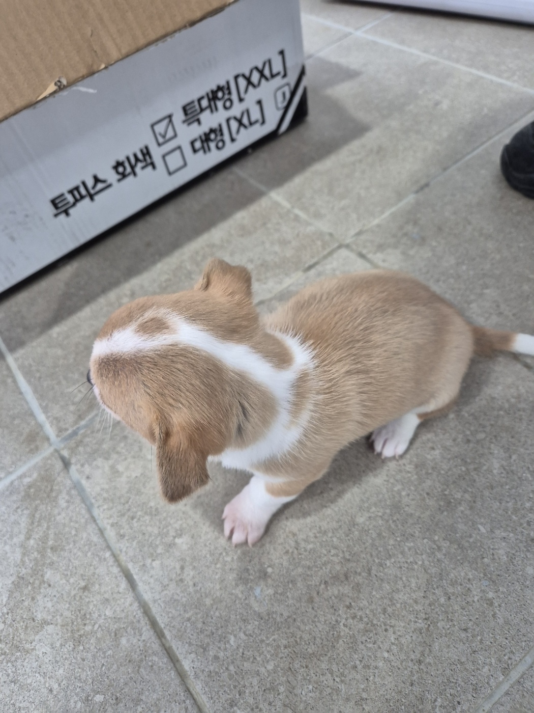 인제군동물보호센터_442433202500013