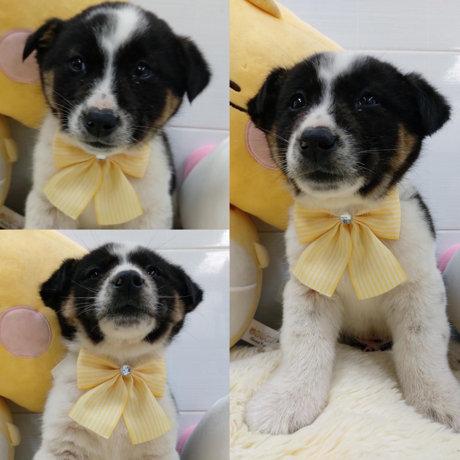 경주동물사랑보호센터_447505202500060