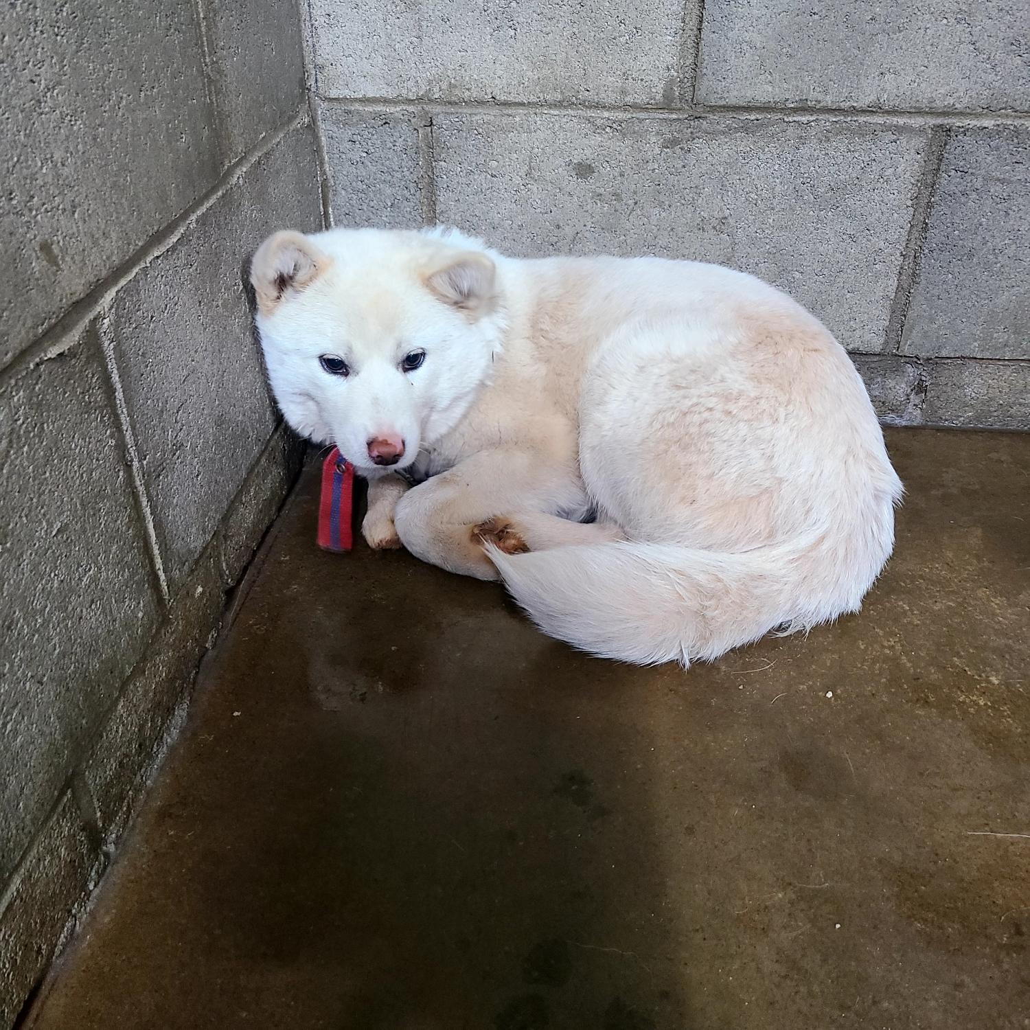 군산유기동물보호센터_445467202500053
