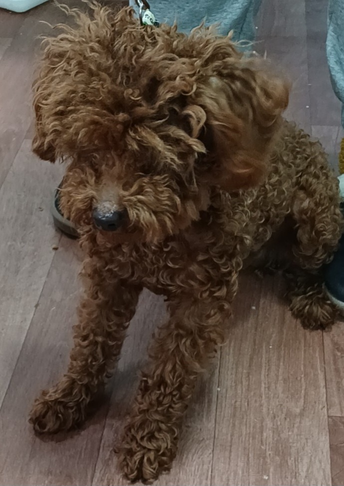 수원시 동물보호센터_441374202500022