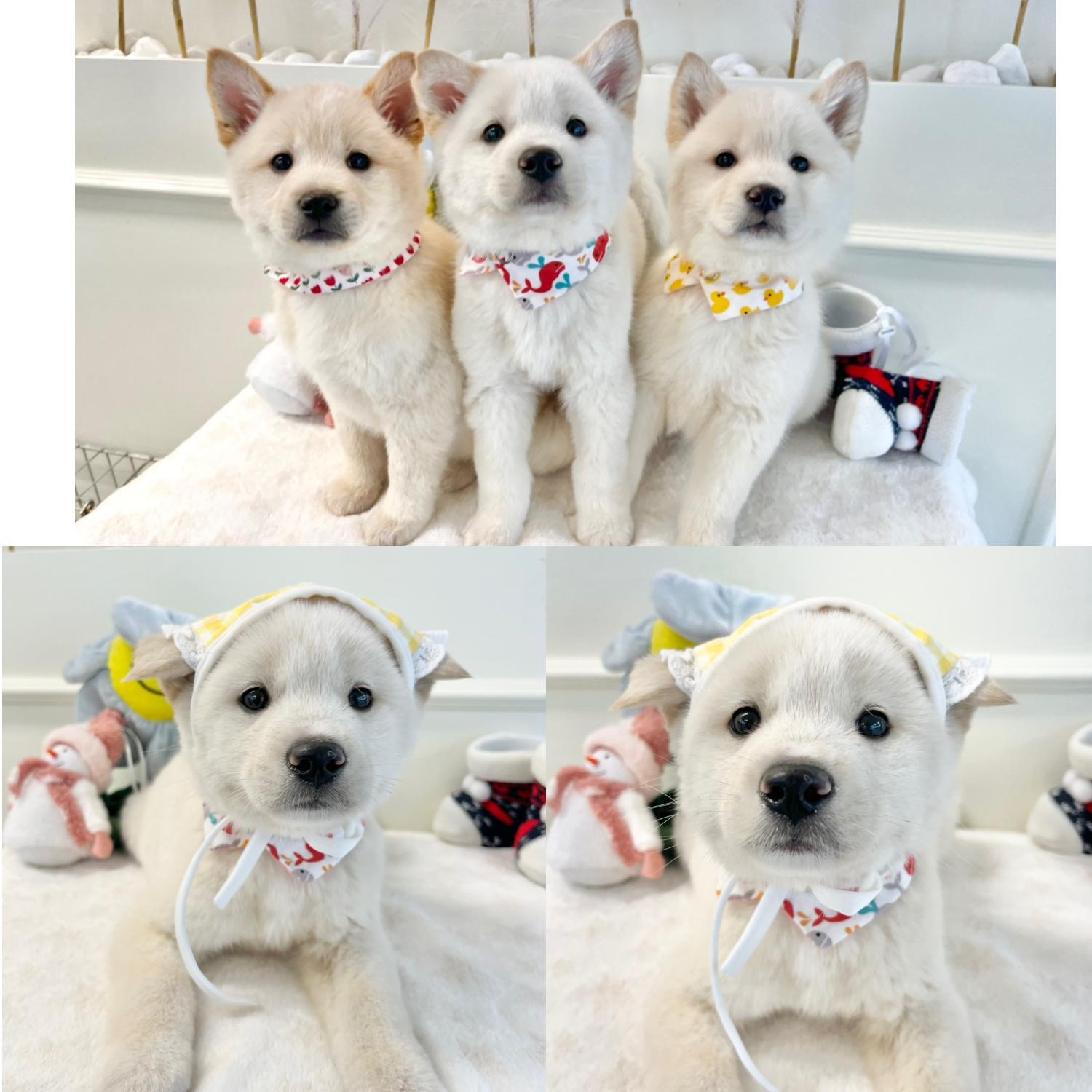 경주동물사랑보호센터_447505202401906