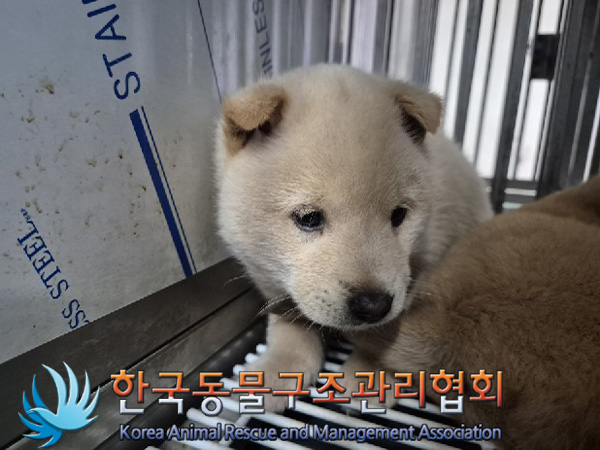 한국동물구조관리협회_441409202500049