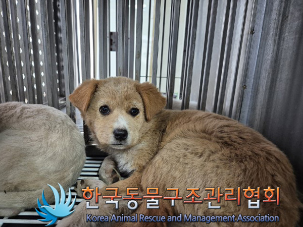 한국동물구조관리협회_441409202500048