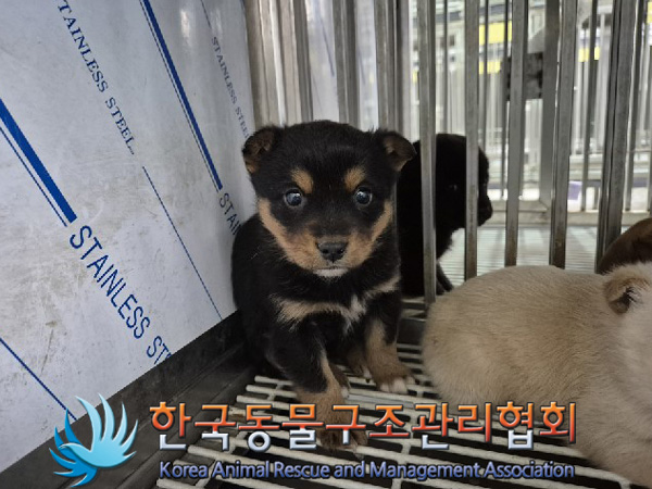 한국동물구조관리협회_441559202500042