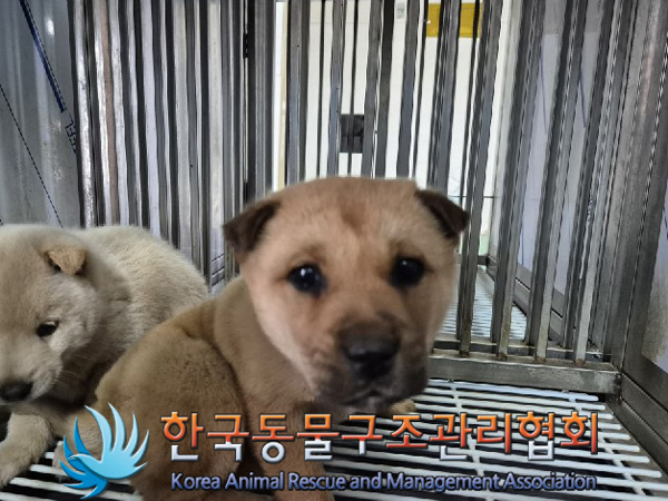 한국동물구조관리협회_441409202500050