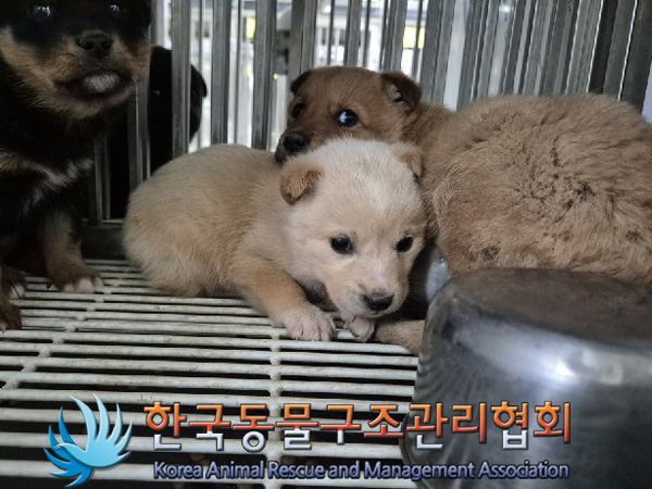 한국동물구조관리협회_441559202500041