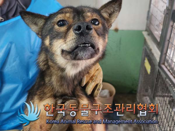 한국동물구조관리협회_441382202500014