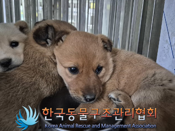 종료(자연사) 믹스…