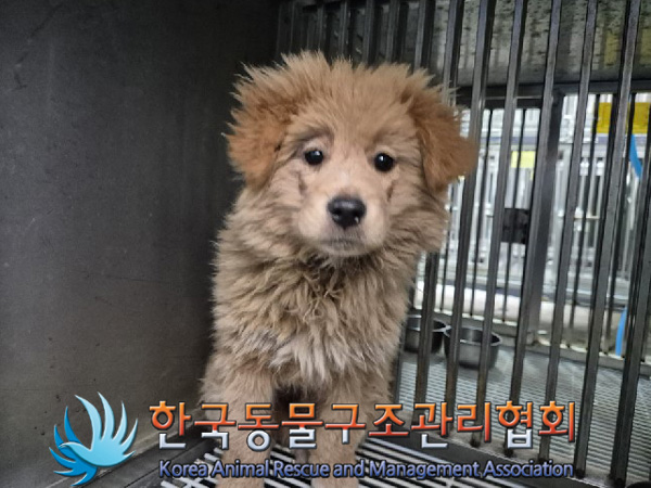 한국동물구조관리협회_441409202500056