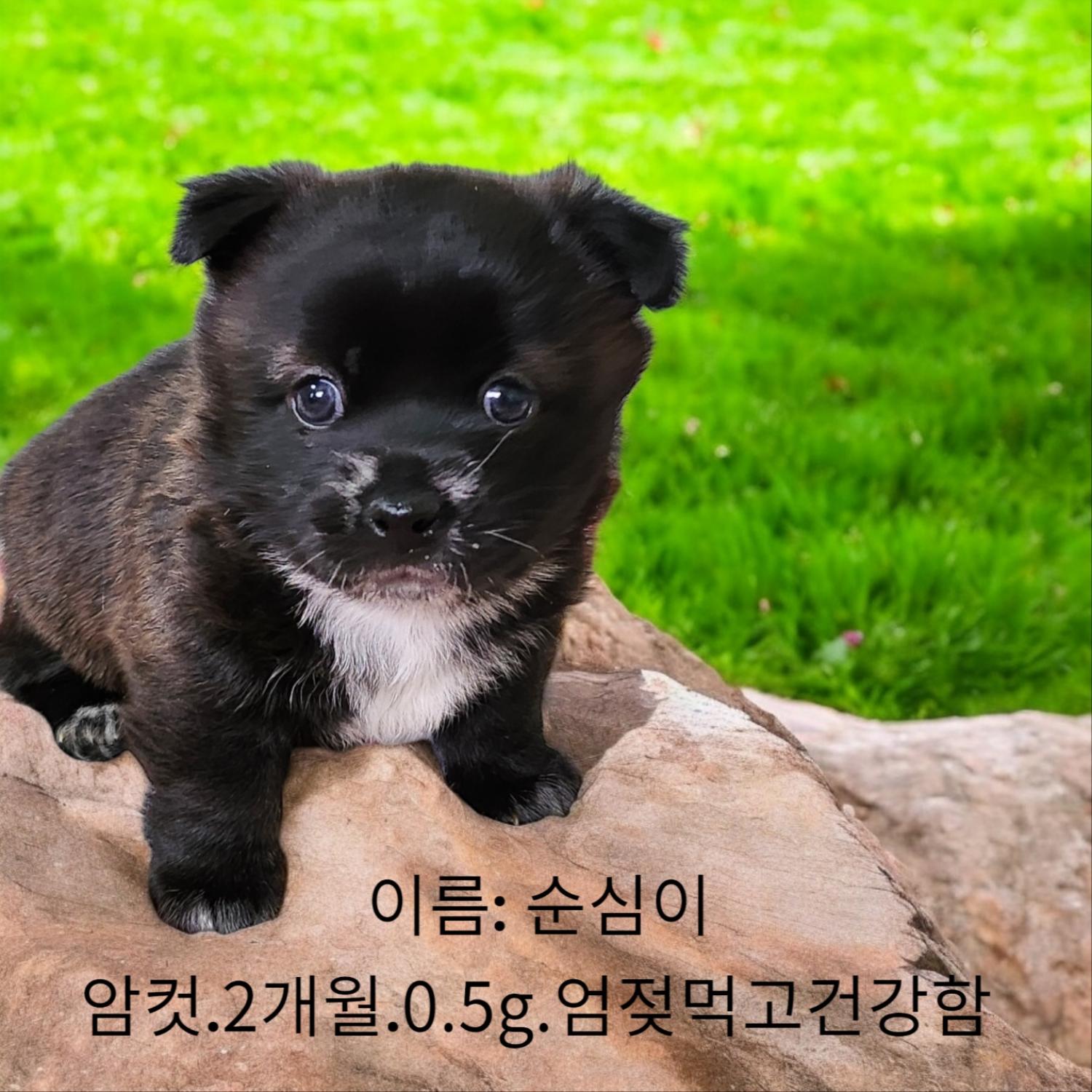 성주유기동물보호센터_447521202500038