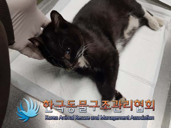 한국동물구조관리협회_441559202500046