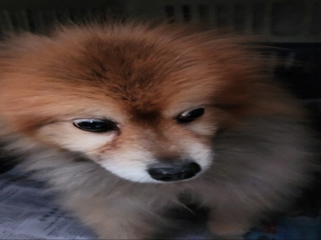 원주시동물보호센터_442419202500027