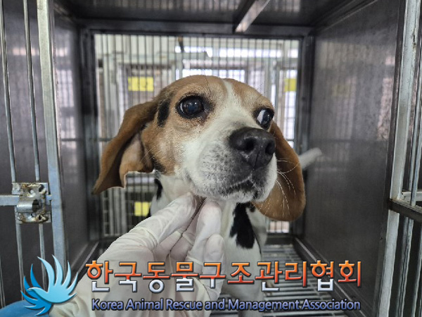 종료(안락사) 비글…