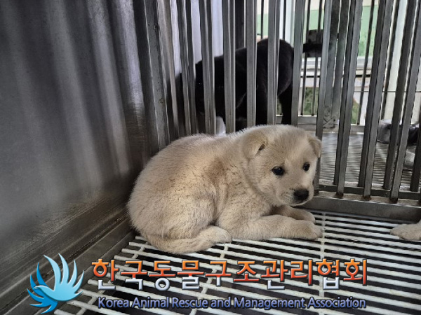한국동물구조관리협회_441409202500051