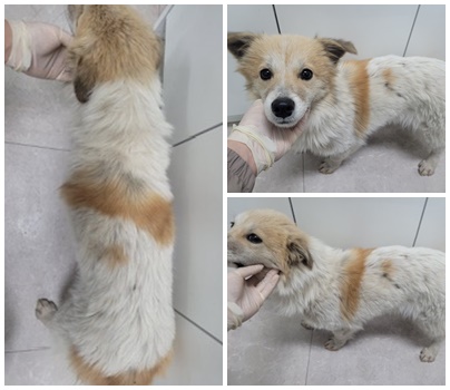 논산시 동물보호센터_444454202500058