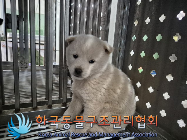 한국동물구조관리협회_441409202500052