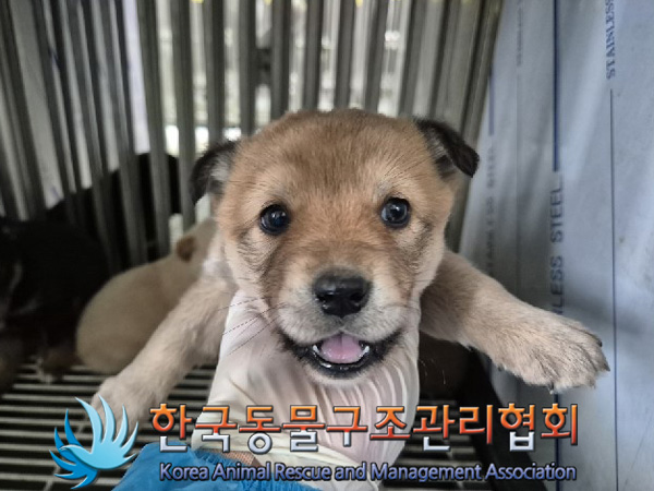 한국동물구조관리협회_441559202500043