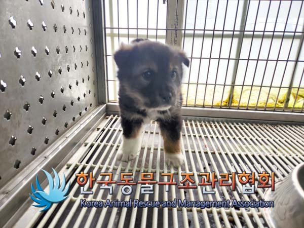 한국동물구조관리협회_441382202500015