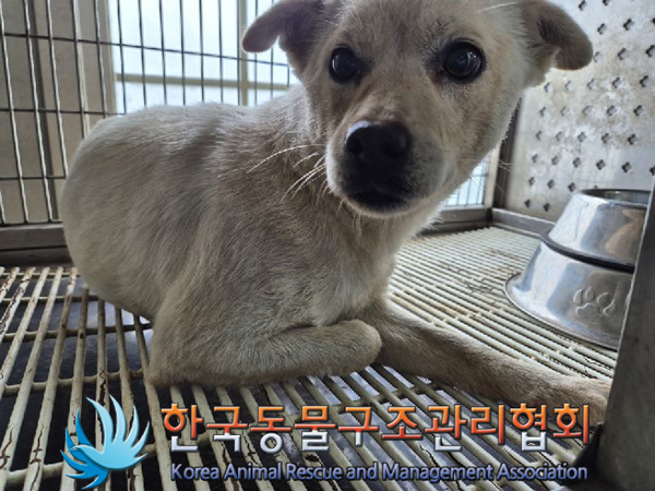 한국동물구조관리협회_441409202500057
